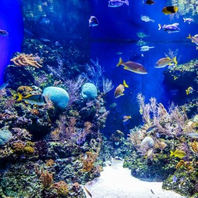 海洋館施工 水族館設(shè)計免費 工程亞克力魚缸定做 落地異形水族箱