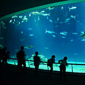 四川戲浪海洋館施工 水族館設計 別墅酒店大魚缸設計定制