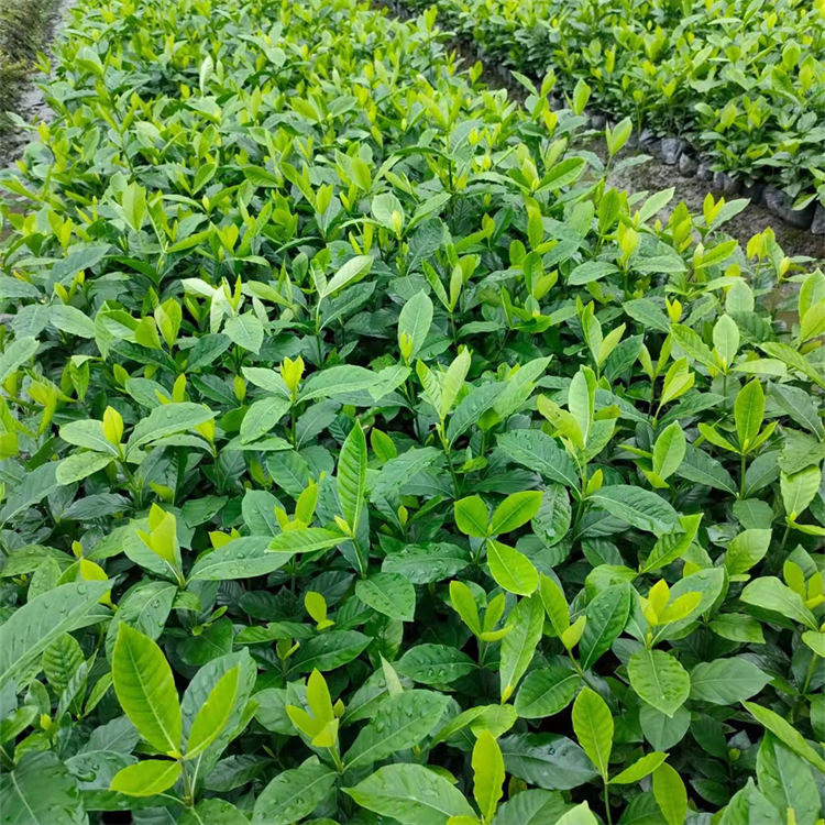 白色花系大葉梔子 庭院道路綠化觀賞植物 帶土發(fā)貨 易成活