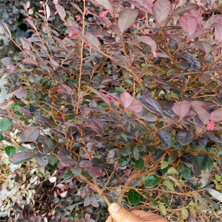 紅繼木 杯苗紅花繼木 高度20-50cm 常綠耐寒色塊地被苗