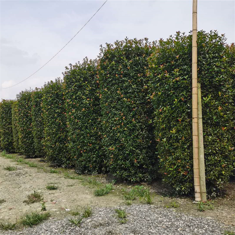 紅葉石楠柱基地 小區(qū)公園綠化造型植物 工程綠化基地供應