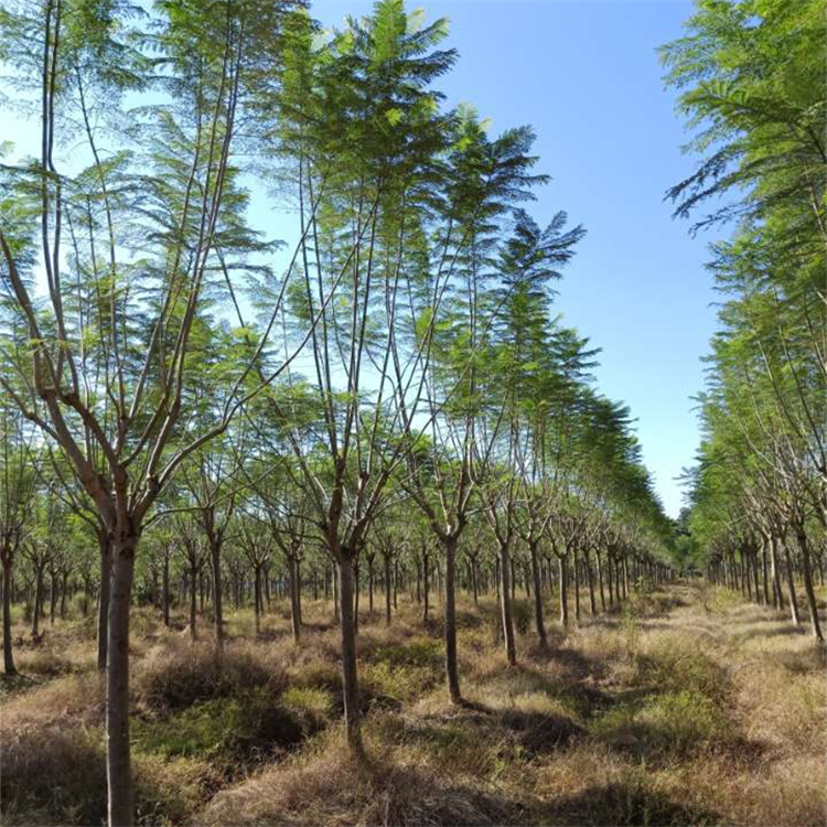 藍(lán)花楹 市政道路城市園林景觀綠化 基地苗木批發(fā)