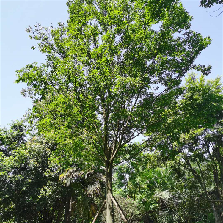 大量現(xiàn)貨叢生樸樹批發(fā) 基地種植 樹干壯實 提供移栽技術(shù)支持