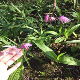 白芨苗 紫花三叉大白及兩年苗 白芨種苗批發(fā) 白芨種植基地直供