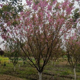 櫻花樹苗 行道風(fēng)景庭蔭觀賞樹種 綠化工程 基地現(xiàn)挖