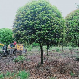 成都桂花批發(fā) 綠化專用桂花批發(fā) 桂花小苗批發(fā) 高桿桂花苗