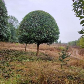 四川桂花苗木價(jià)格 桂花樹(shù)苗基地 桂花苗批發(fā)