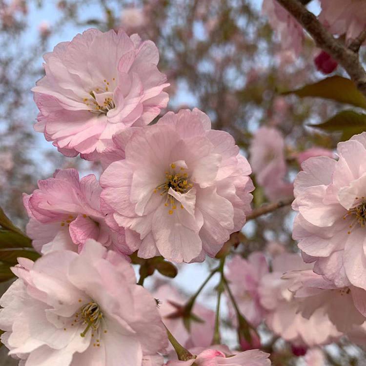 6公分櫻花樹 粉色花系 花期6月 景區(qū)公園風景樹