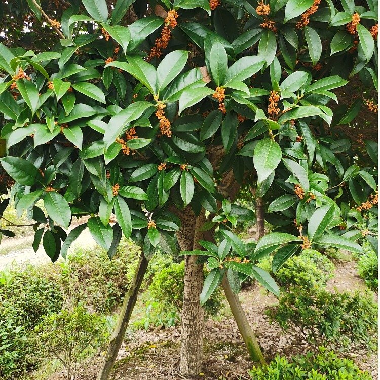 桂花樹種植基地 金桂丹桂 四季常青 5-20公分粗 園林綠化