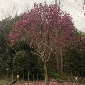 苗圃基地直銷(xiāo)紅花玉蘭樹(shù) 行道綠化園林五峰玉蘭 市政工程花卉苗木玉蘭