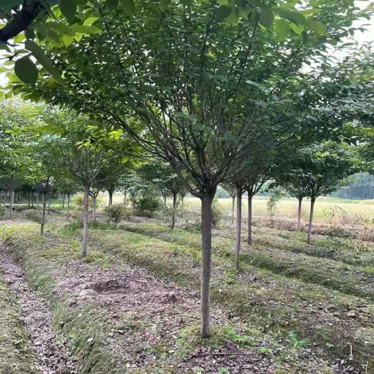 成都櫻花樹批發(fā) 高桿櫻花苗 規(guī)格齊全 綠化樹苗批發(fā)