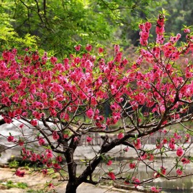 桂花掉葉子是怎么回事？