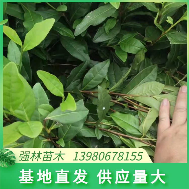 安吉白茶苗  品種純 品綠茶苗 現(xiàn)拔現(xiàn)發(fā)