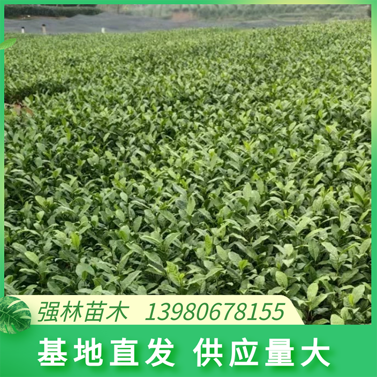 福鼎大白茶苗 樹苗質(zhì)量好 黃金葉苗芽頭大