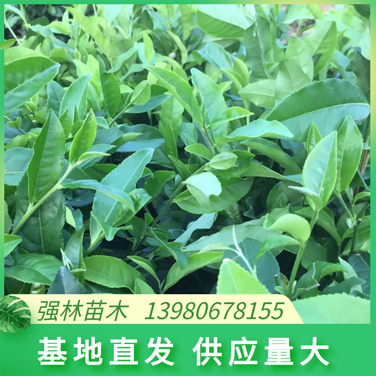 福鼎大白茶苗中茶108茶苗 茶苗高度30厘米易成活