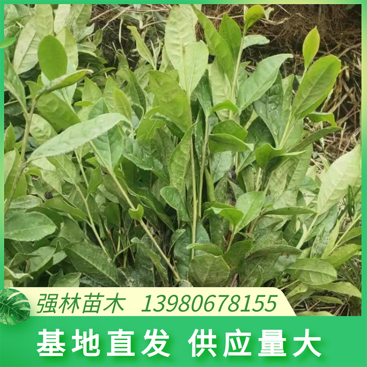 福選九號(hào)茶苗繁育基地 采摘早 發(fā)芽率高