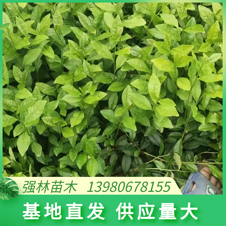 黃金芽 黃金葉茶苗 品綠茶苗基地直發(fā) 質(zhì)量好