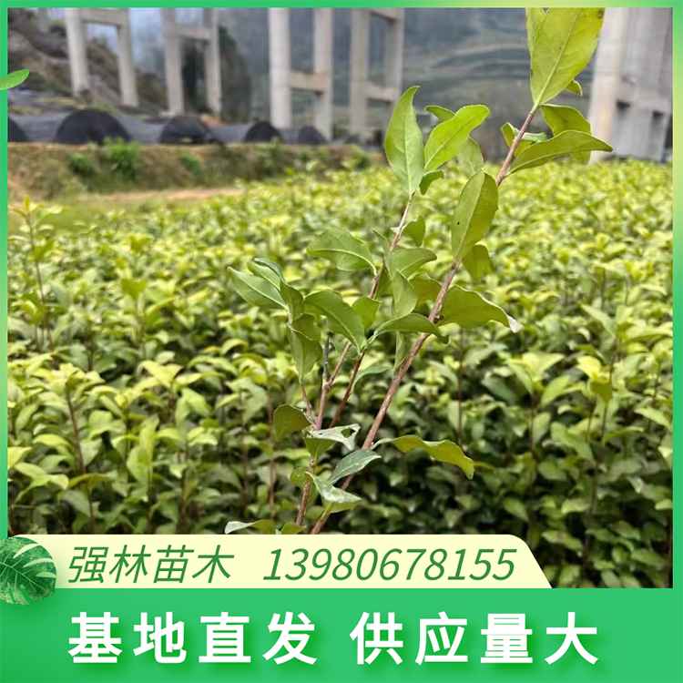 金牡丹茶苗 茶樹苗種植 提供技術(shù)指導(dǎo)