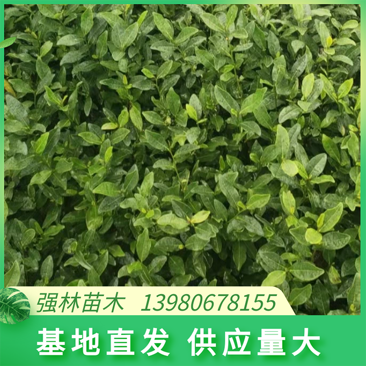 龍井43茶苗 30cm高度種植基地 根莖強(qiáng)壯