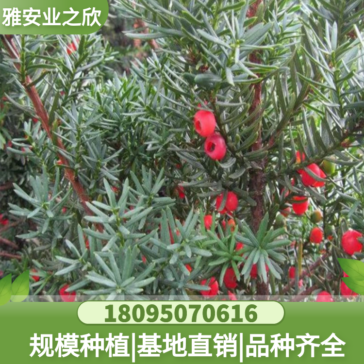 基地出售 曼地亞紅豆杉樹苗 新品種 泰斗公母組合 綠植吸甲醛盆栽