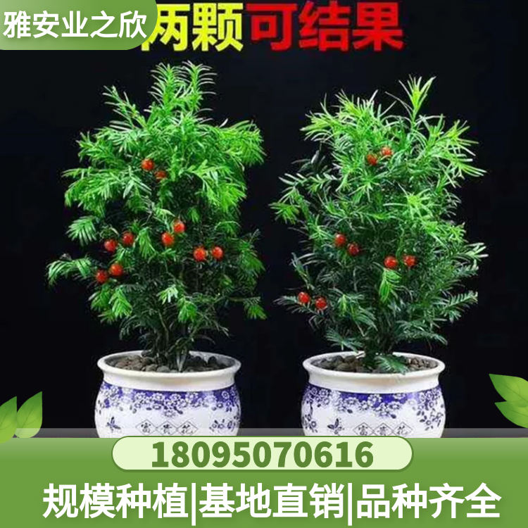 盆栽名貴花卉 常綠植物 南方紅豆杉 苗木基地直供 多規(guī)格可選