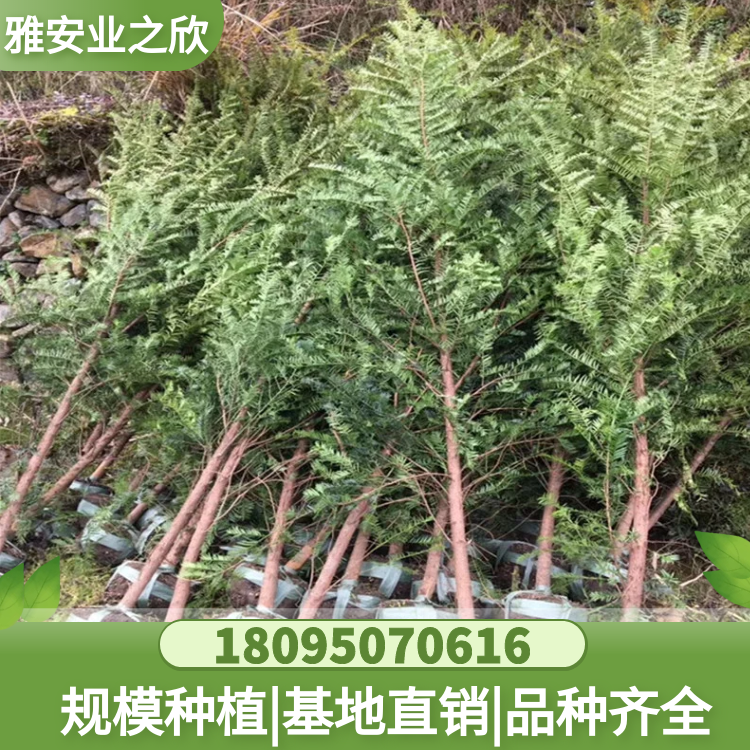 南方紅豆杉樹苗 粗度1-8cm紅豆杉苗園林綠化苗木 基地直供 多規(guī)格可選