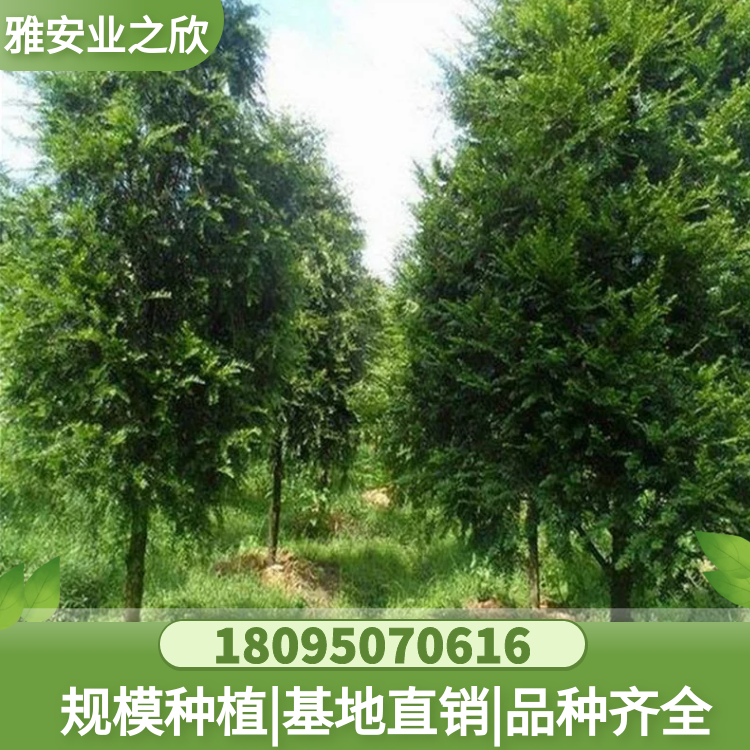 南方紅豆杉樹(shù)苗 別墅庭院 園林工程景觀樹(shù) 造型樹(shù) 基地直供