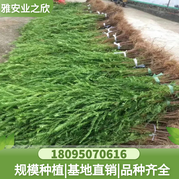 南方紅豆杉小苗批發(fā) 基地直供 多規(guī)格可選