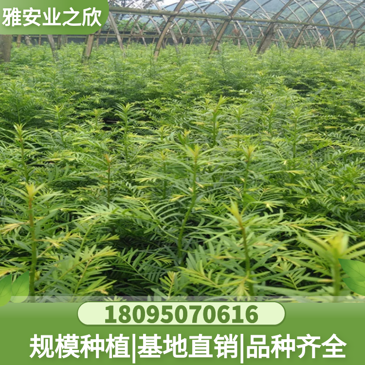 南方紅豆杉幼苗 基地直供 多規(guī)格可選