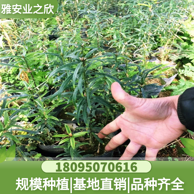 穗花杉樹苗 穗花杉杯苗 優(yōu)價供應 雅安業(yè)之欣苗木基地