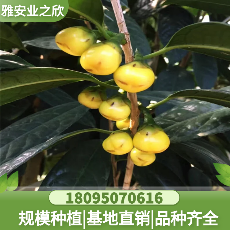 基地供應(yīng) 珍貴樹種 金花茶樹苗 金花茶杯苗 帶原土發(fā)貨