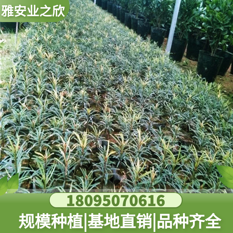 穗花杉樹苗 穗花杉杯苗 穗花杉基地直供 雅安業(yè)之欣苗木