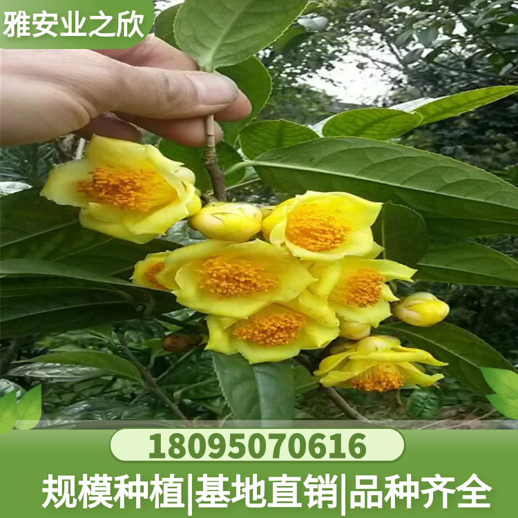 金花茶樹苗 金花茶杯苗 帶原土發(fā)貨 金花茶苗基地供應(yīng) 珍貴樹種