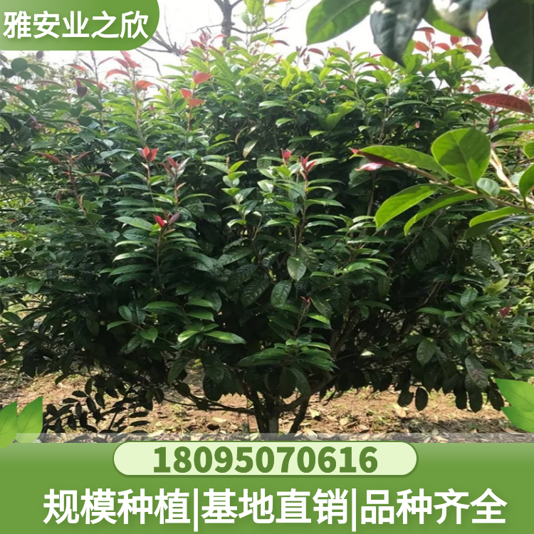 基地供應(yīng) 金花茶綠化樹 金花茶樹苗 金花茶樹 規(guī)格齊全