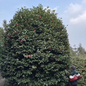 大型七星茶花樹(shù) 基地專業(yè)培育園林開(kāi)花景觀樹(shù) 蓉華茶花種植