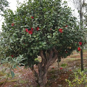 山茶花批發(fā) 四川苗木基地直銷茶花