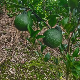 耙耙柑假植苗 四川柑橘苗木批發(fā) 柑橘苗廠家批發(fā)報價