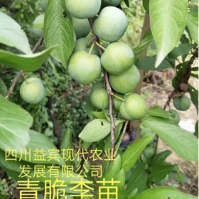 成都李子苗生產(chǎn)廠家直銷青脆李樹苗 李子苗批發(fā) 李樹苗價格