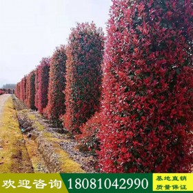 紅葉石楠柱 大量紅葉石楠柱 造型植物紅葉石楠柱 廠家直銷基地直營 一手貨源 四川成都