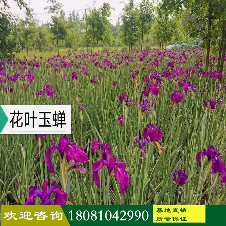 四川成都苗木基地 批發(fā)水生植物 觀賞草 花鏡植物 產(chǎn)地直供 工程苗木 花葉玉蟬花