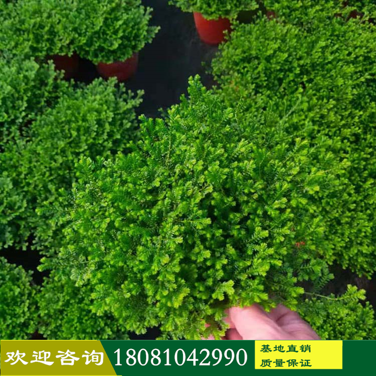 苗木基地批發(fā) 各類花卉植物 市政地產(chǎn)別墅庭院?jiǎn)棠竟嗄?情人草 翠云草基地