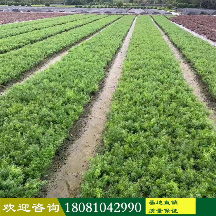 四川苗木基地 天門冬產(chǎn)地 常綠天門冬 狐尾天門冬 各種綠化植物 長(zhǎng)年供應(yīng) 現(xiàn)挖現(xiàn)發(fā) 基地直供