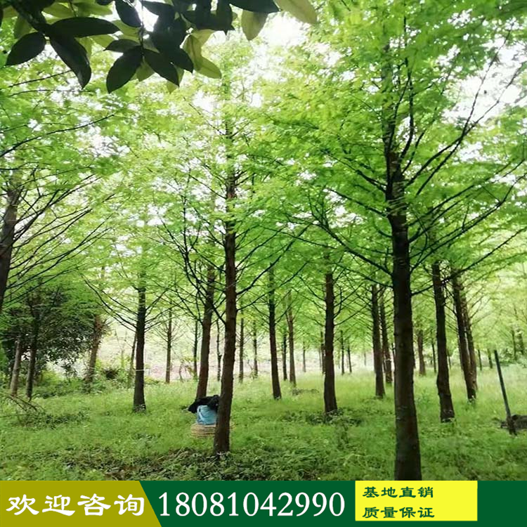 水杉廠家 水杉基地 四川高桿水杉樹 梳子杉樹 金葉水杉產(chǎn)地 品種規(guī)格齊