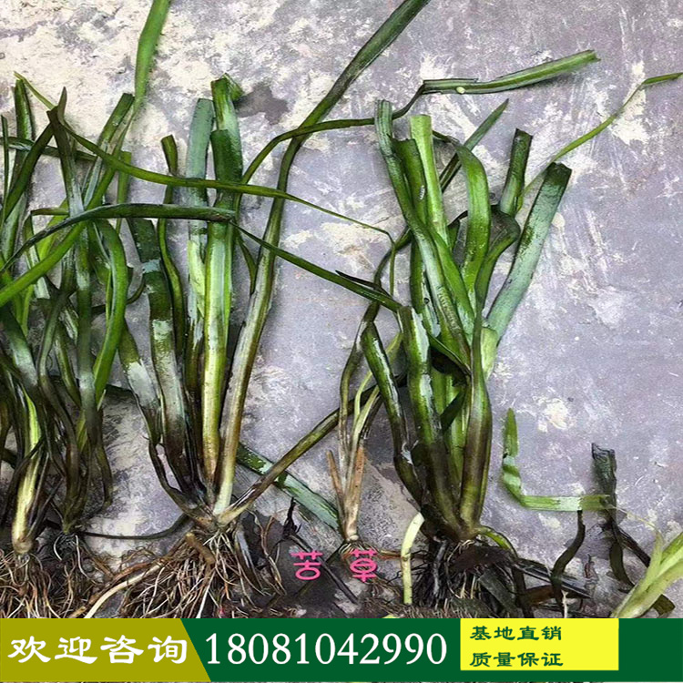 沉水植物基地 苦草廠家 品種水生植物 苦草產(chǎn)地 水生態(tài)凈化植物 基地批發(fā)