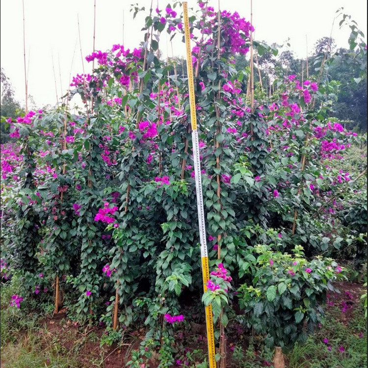 球形柱狀藤條三角梅籠子源頭種植基地 批量供應(yīng)