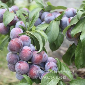 李子苗 四川李子苗批發(fā) 脆紅李子苗優(yōu)質(zhì)李子苗掛果率高 贈(zèng)送種植技術(shù)